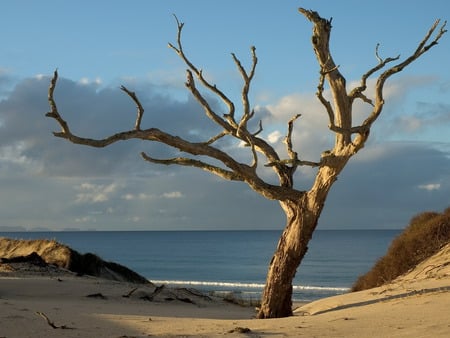 PAKIRI TREE, NIGEL PARKER - pakiri, nigel, tree, parker