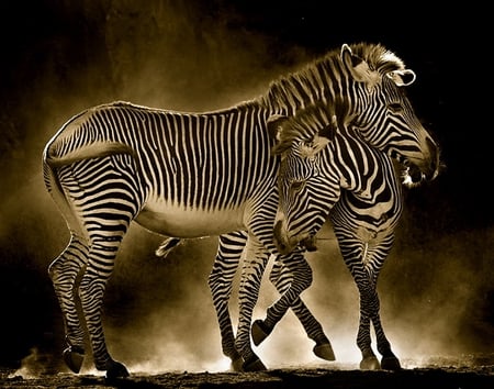 LOVE IN STRIPES - care, zebra, love, CG