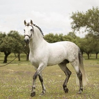 Grey Spanish Stallion