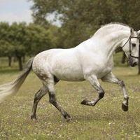 Grey Spanish Stallion