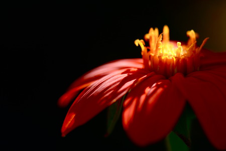 Volcano - effects, flower, nature, light