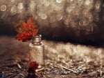 Leaf in a jar