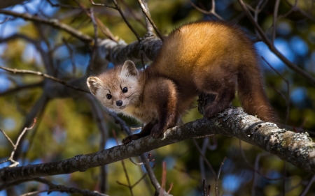 Marten on Tree - fauna, animal, forest, marten, tree