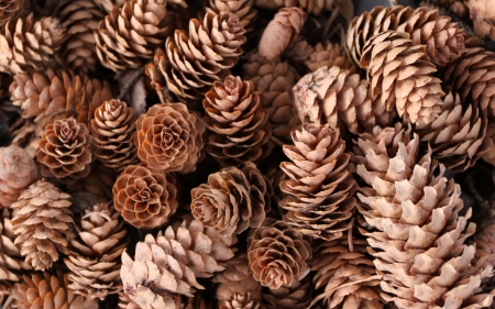 Pine cones - con de brad, pine cone, texture, brown