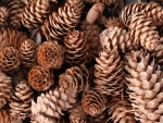 Pine cones