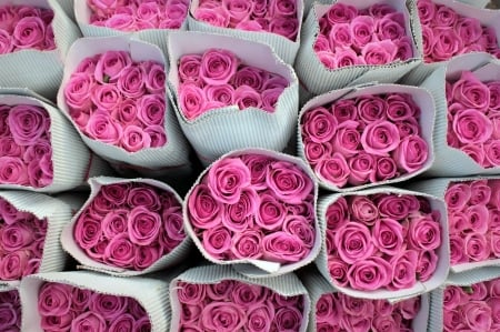 Roses - white, trandafir, rose, flower, pink, bouquet