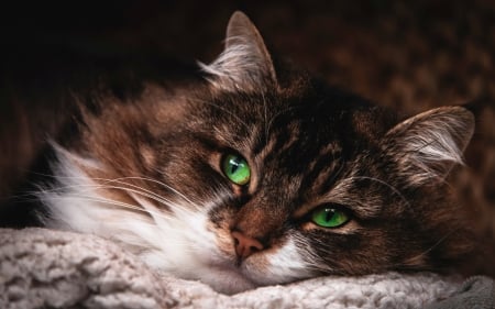 Cat - pisici, face, green eyes, cat