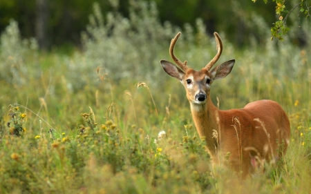 Deer - cerb, animal, deer, green, brown