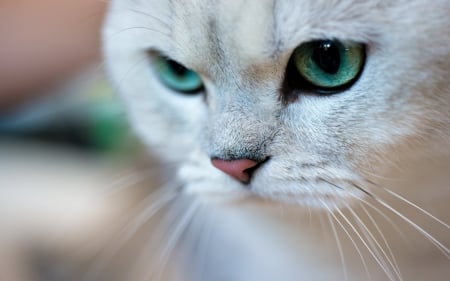 Cat - white, pisici, face, green eyes, cat