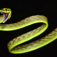 mexican parrot snake