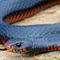 red belly black snake