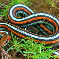 san fransisco garter snake