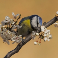 Blue tit