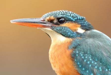 Kingfisher - bird, pasari, blue, kingfisher, orange