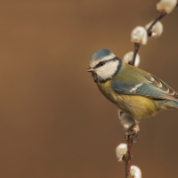 Blue tit