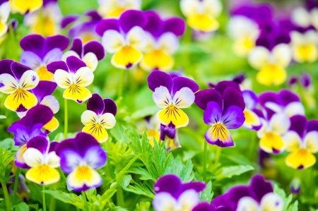 Pansies - yellow, purple, summer, green, pansy, spring, viola tricolor, flower