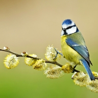 Blue tit