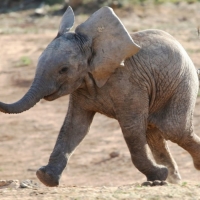 Happy Baby Elephant