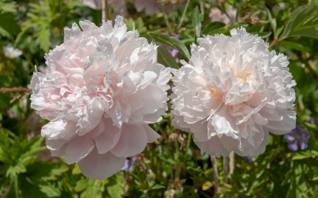 Peonies - flowers, white, nature, peonies