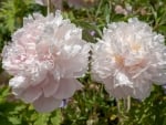 Peonies