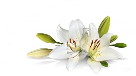 Purity - blooms, blossoms, summer, Firefos theme, bud, spring, pure, lily, flowers, white, floral