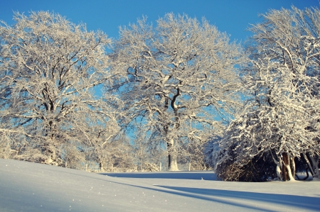 Fine day - white, nature, sky, trees, snow, blue, winter, 4k