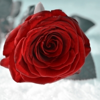 Red rose