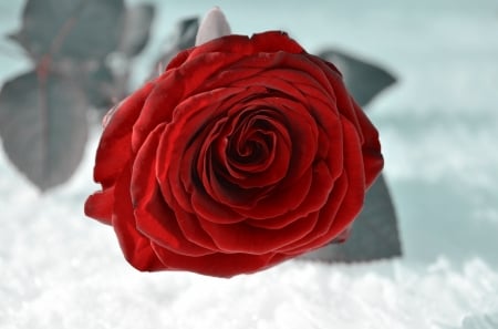 Red rose - white, winter, red, trandafir, iarna, rose, flower