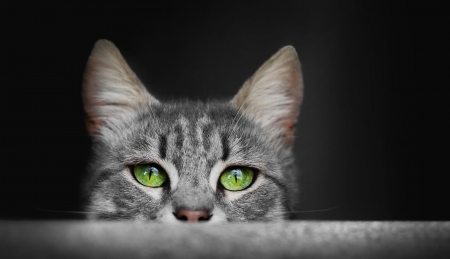 I see you - animal, green, cute, eyes, pisici, cat