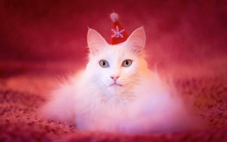 :-) - red, animal, pink, cat, craciun, pisici, christmas, white, hat