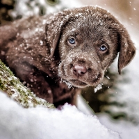 chesapeake bay retriever