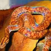 rainbow boa constrictor