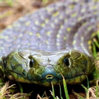 tiger snake