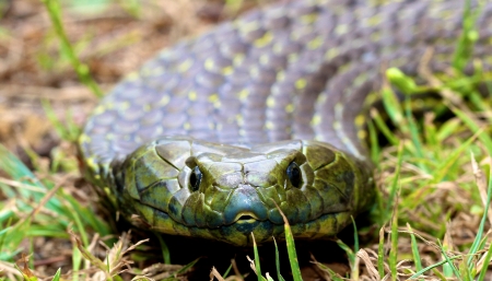 tiger snake - snake, tiger, reptile, grass