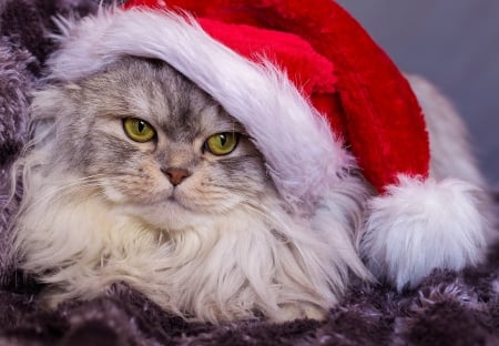 :-) - face, red, cute, cat, craciun, pisici, christmas, white, hat, santa