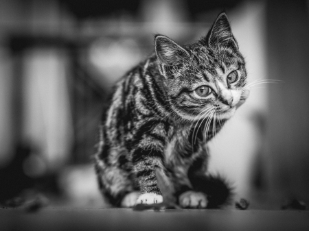 Kitten - black, white, kitten, bw, pisici, cat