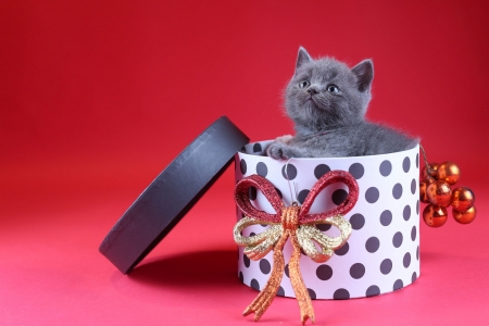 :-) - craciun, gift, pisici, black, kitten, christmas, white, bow, grey, red, animal, dot, cute