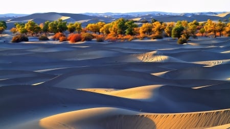 Sand dunes - oasis, summer, desert, sunlight