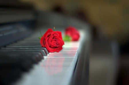 Red Roses - instrument, piano, flowers, blossoms