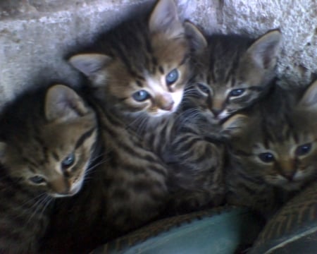 Four beautiful tabby kittens - beautiful tabby kittens, four kittens, tabby kittens, beautiful kittens