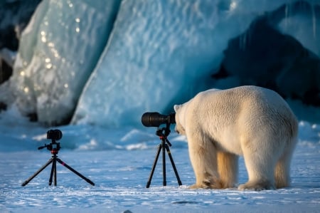 :D - winter, camera, blue, ice, urs, white, animal, funny, iarna, polar bear