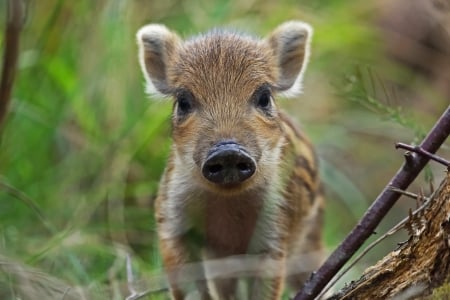 Boar piglet - pig, piglet, animal, boar, cute, baby