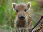 Boar piglet