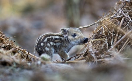 Boar piglet - piglet, animal, boar, cute, baby