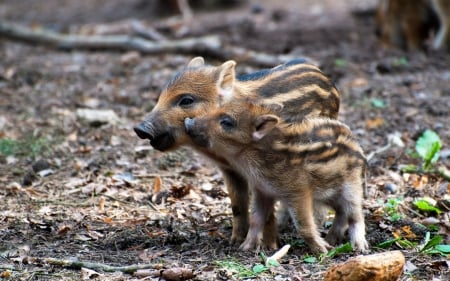 Boar piglets - pig, piglet, animal, boar, cute, couple