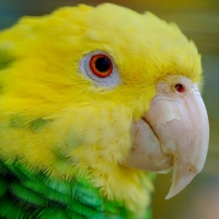 Parrot