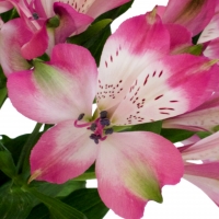 Cupido Pink Diamonds Alstroemeria