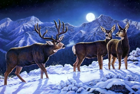 Moonlight mulies - winter, beautiful, snow, forest, moonlight, mountain, deers, cold, frost, art