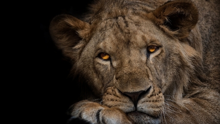 Lion - black, animal, paw, leu, brown, lion, face