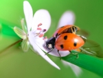 Ladybug